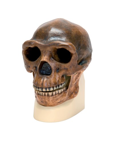 Homo erectus pekinensis Skull (Weidenreich, 1940), Replica